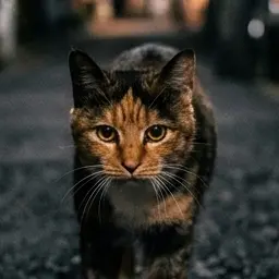 Profile image of 길고양이