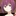 夜桜四怨には幼馴染がいた
