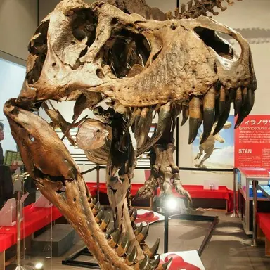 Profile image of 공룡 화석