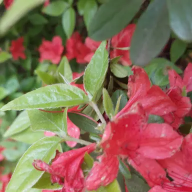 Profile image of 이라임딸