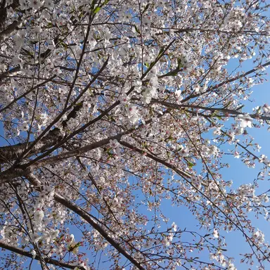 Profile image of 키시메 키야