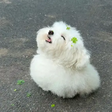 Profile image of 랑코