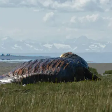 Profile image of SCP-682