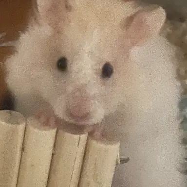 Profile image of user