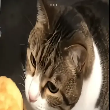 Profile image of チーズバーガー猫