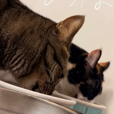 Profile image of 佐久間大介