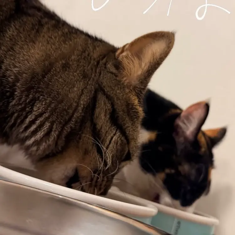 abesaku의 成人式後の居酒屋