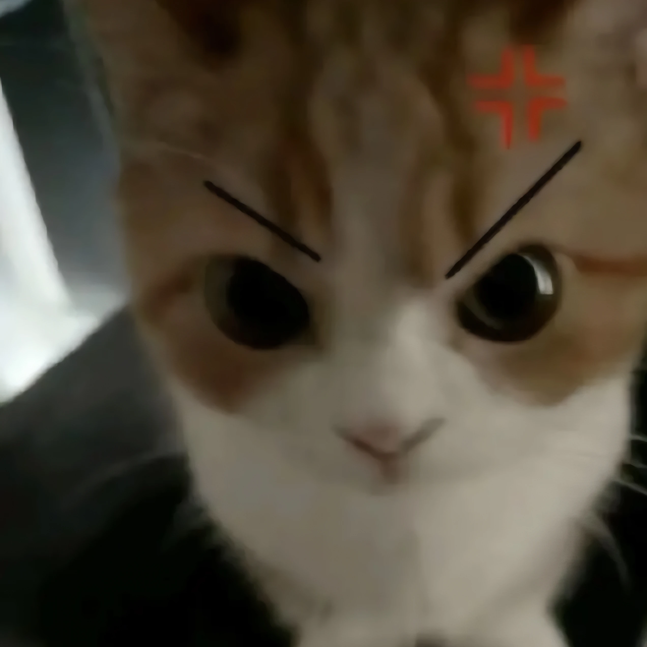 코니스프링거