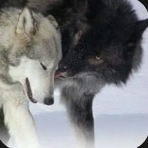 BrutalFeces5245의 Wolf pack omegaverse