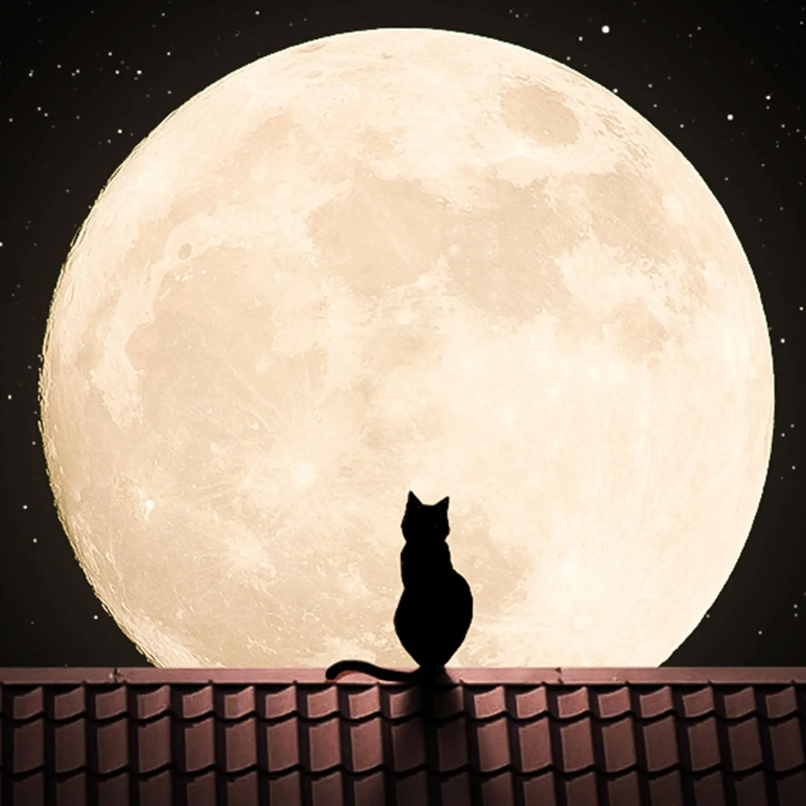 ShabbyRock5226의 足上げるやつ