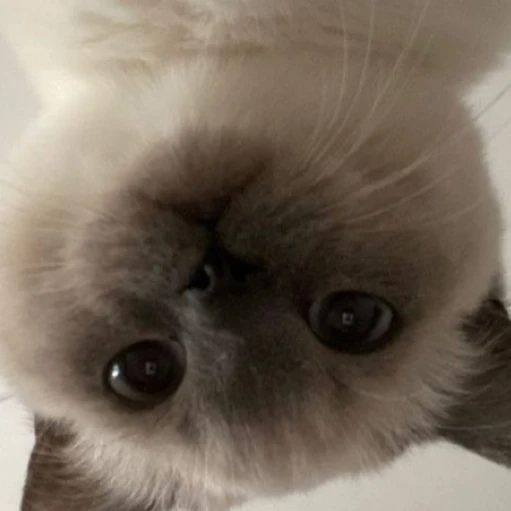오뉴