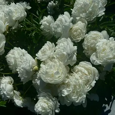 Profile image of 한지성