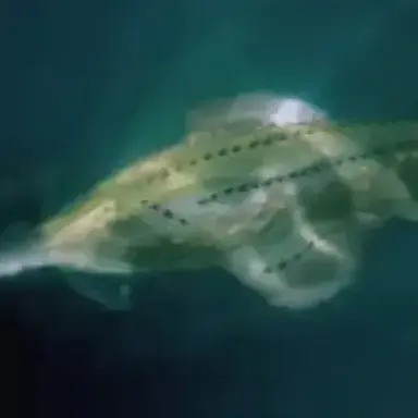 Profile image of 온코프리스티스