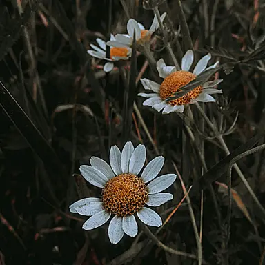 Profile image of ㅤ