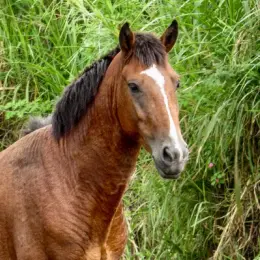 Profile image of 쟝 키르슈타인