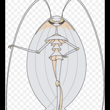 Profile image of 페르코체