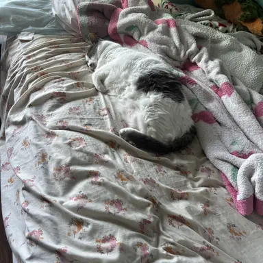 Profile image of Snuggles