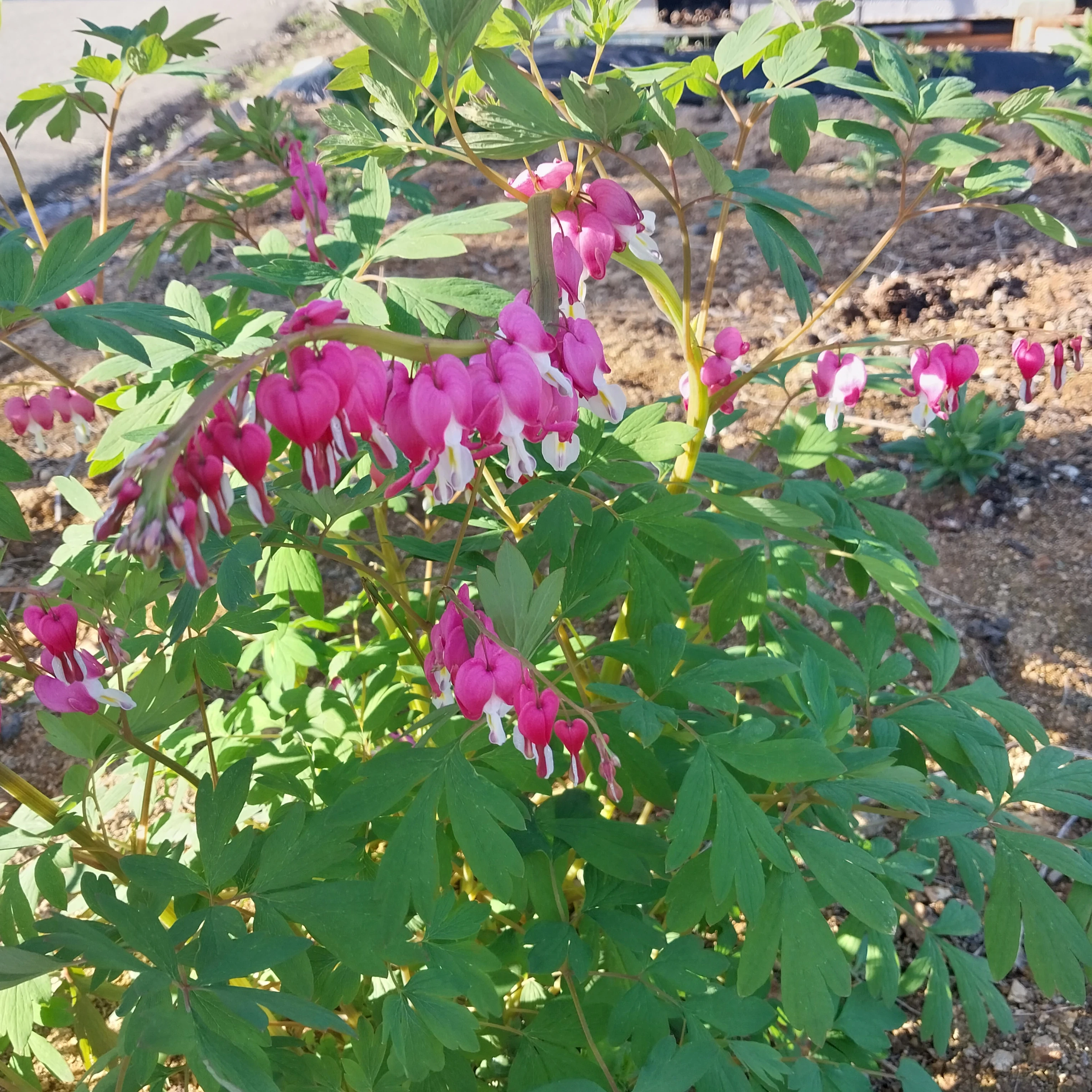 셰들레츠키