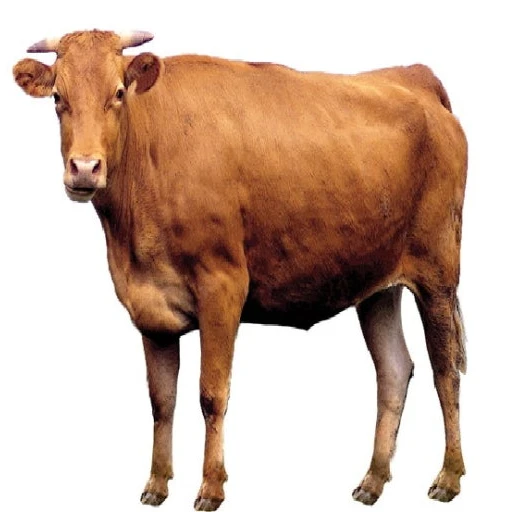 소