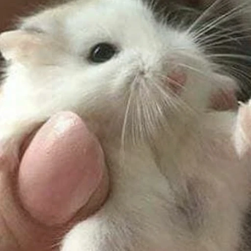 햄찌