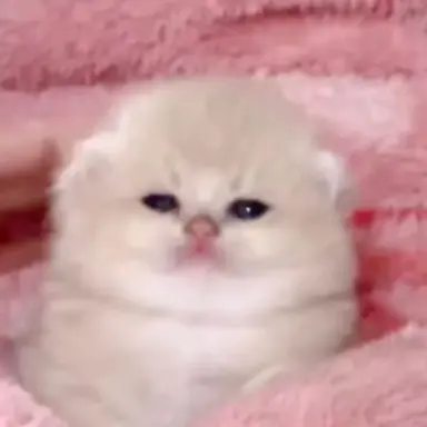 Profile image of Clover