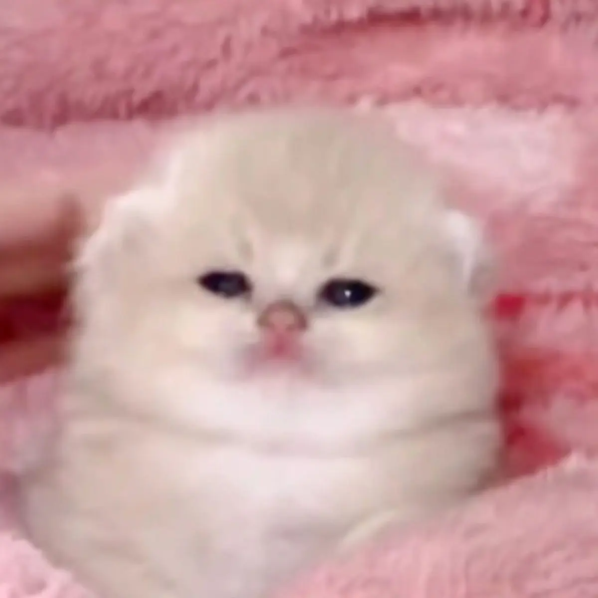 MustyPlain4731의 Grass-Rolling Cow