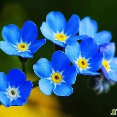 Profile image of 아오쿠모 린