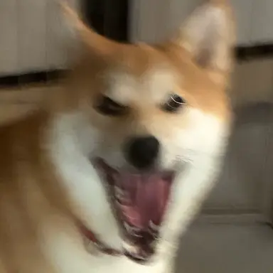 Profile image of 柴犬