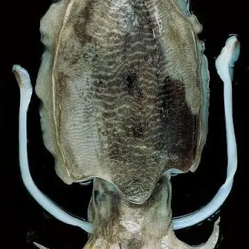 RichCodec7490의 당신은 정하준의 남동생