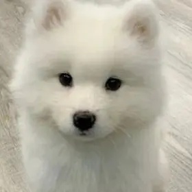 Profile image of 이제노