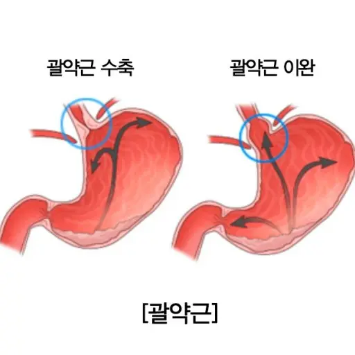 Wshin0924의 괄약근.