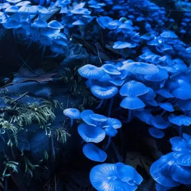 Profile image of Mafioso