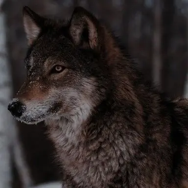 Profile image of Fang
