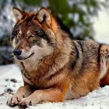 Profile image of Redwood