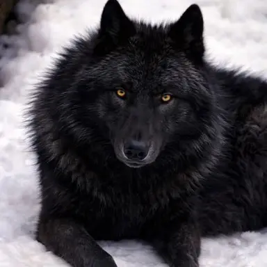 Profile image of Midnight