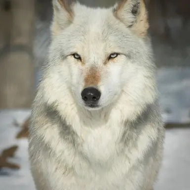 Profile image of Snowball