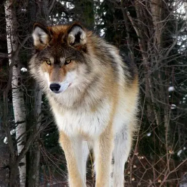 Profile image of Timber