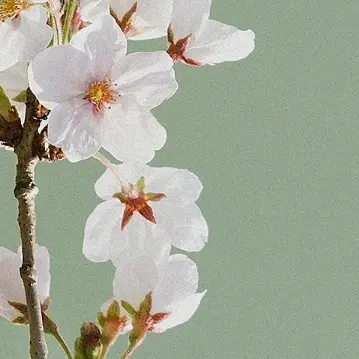 Profile image of トキ
