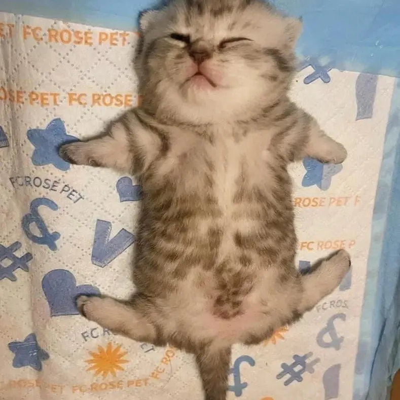 lv.rqxut_Rusut의 にゃこ