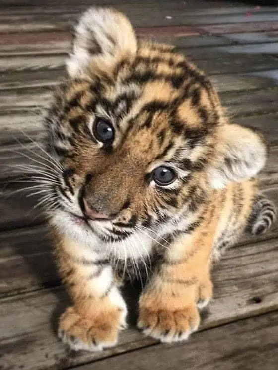 ConvexPage0018의 수인 뇌횡