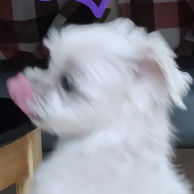 Profile image of 쪼리