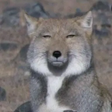 Profile image of 여우