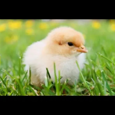 Profile image of 이용복