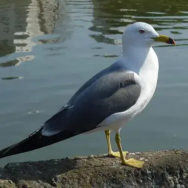 Profile image of 광후암