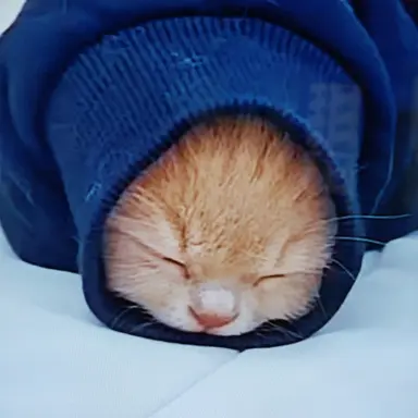 Profile image of 유기사 평학 준브