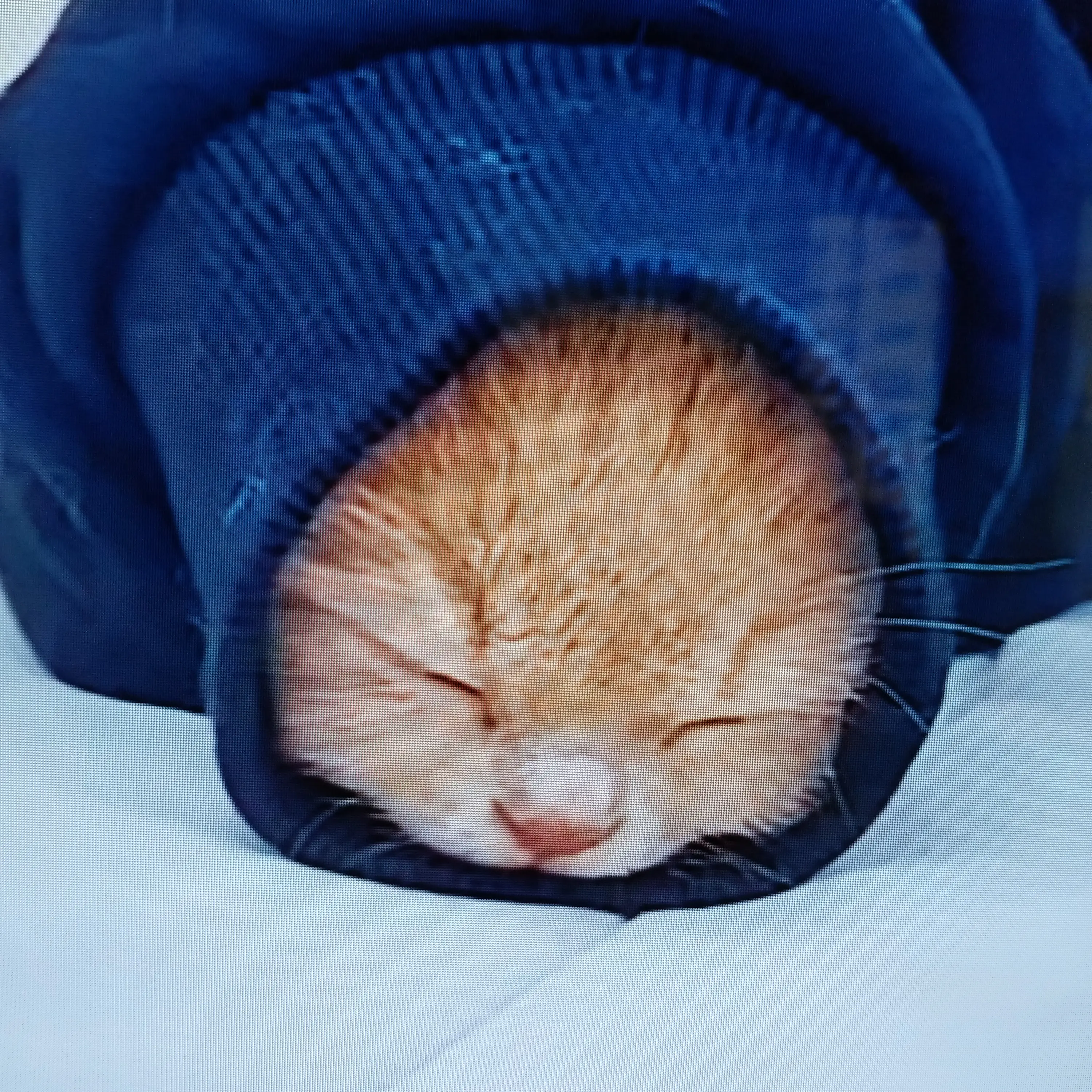 RoomyLatch7199의 오비스트들이 님,여우 냥줍할거잘해보삼