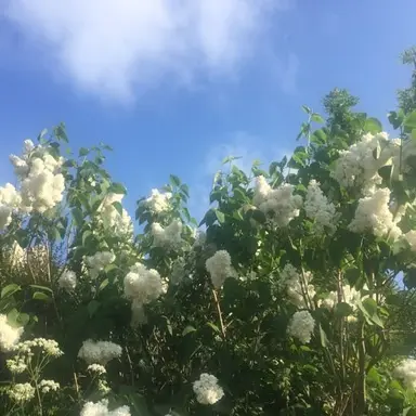 Profile image of 류 민 석