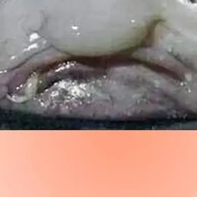 Profile image of 여우