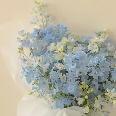 Profile image of 티푸