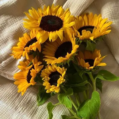 Profile image of 쪼만